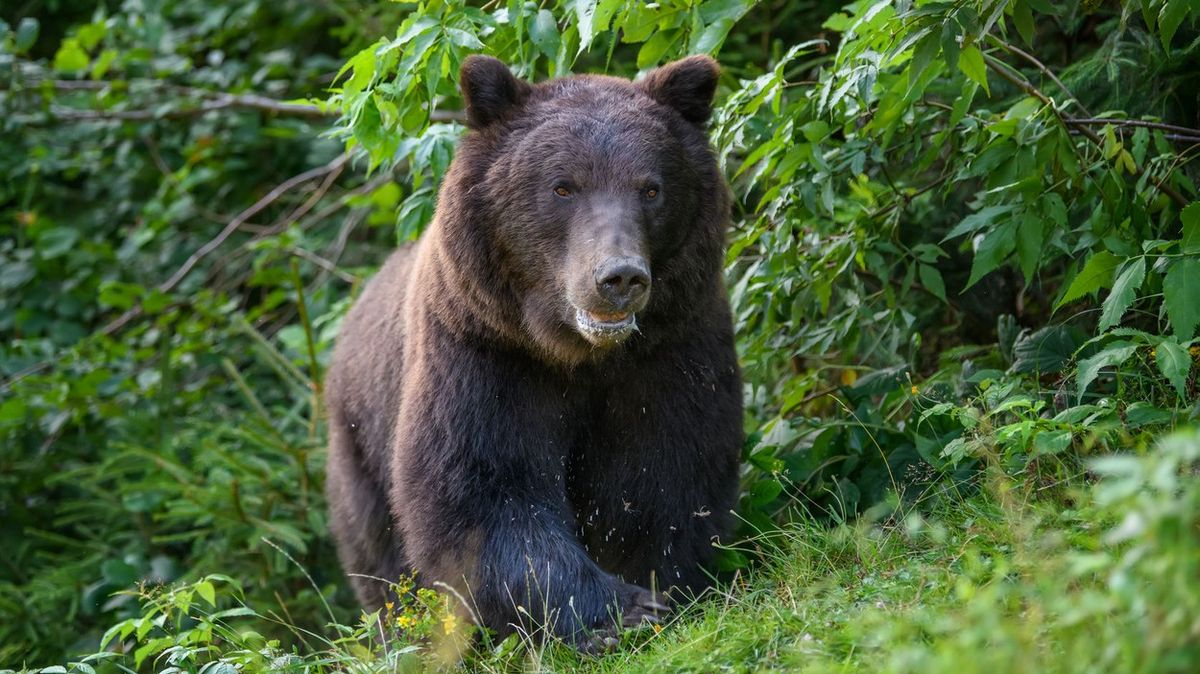 Medvěd zabil dvojici v kanadském národním parku
